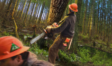 Forestry job