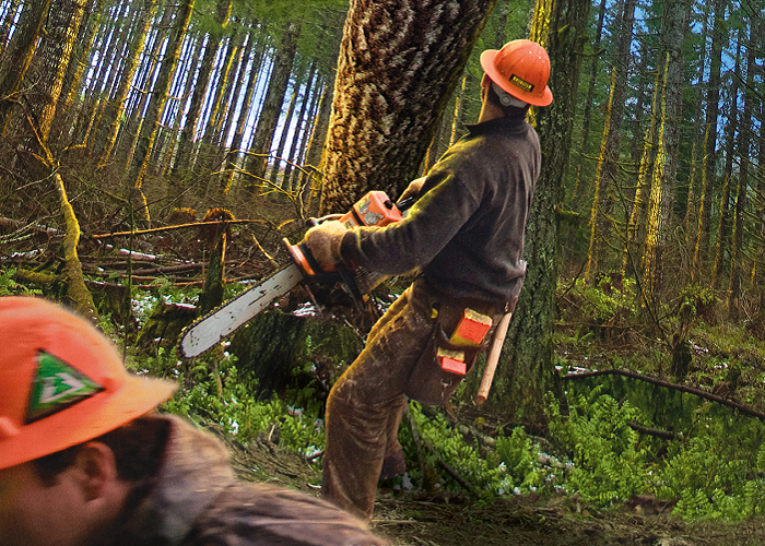 Forestry job